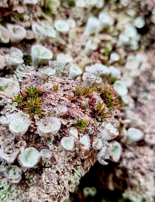 0. Composición musgo