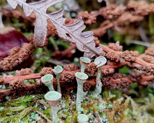 0. Composicion musgo