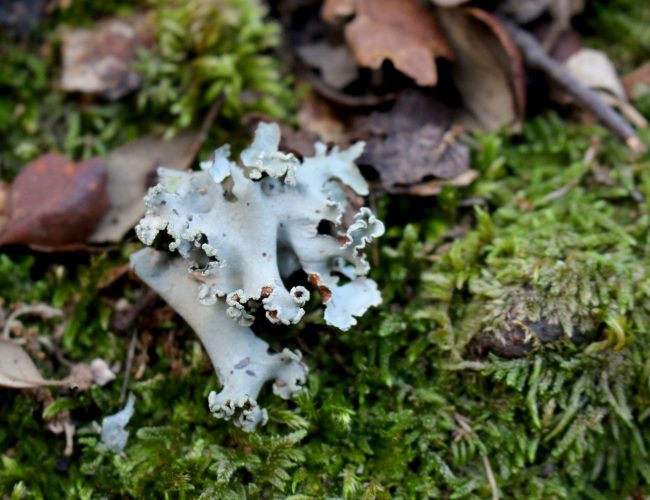 0. Líquen blanco
