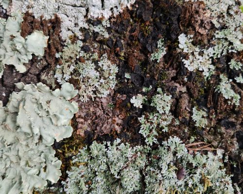 0. Líquenes variados 2