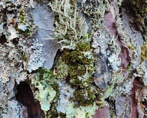 0. Líquenes variados 3