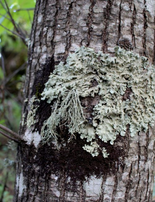 0. Líquenes variados