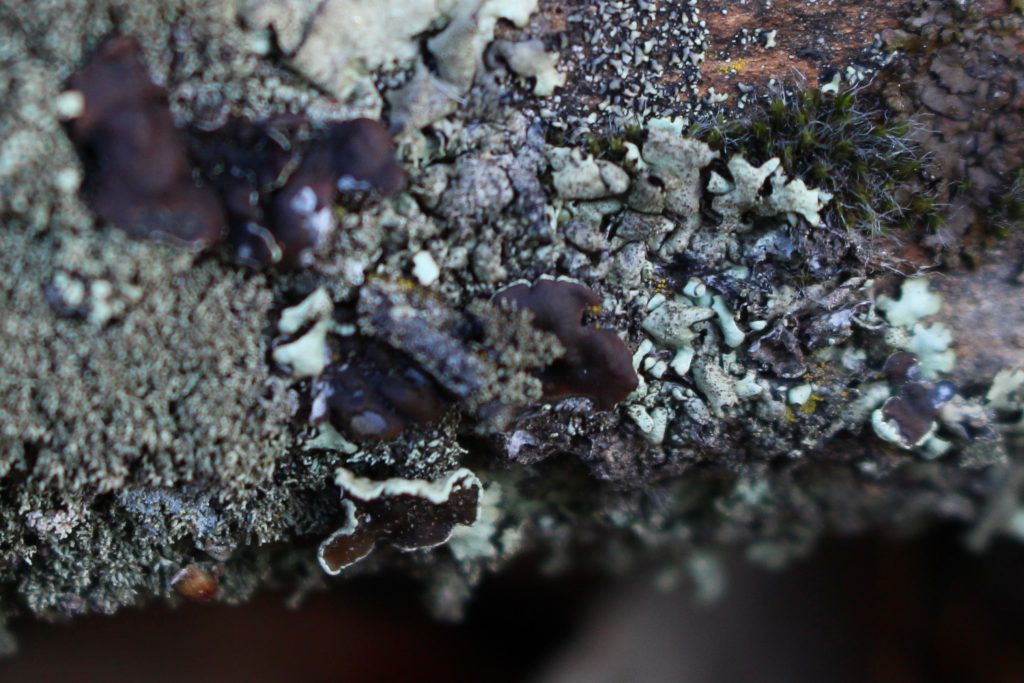 000.liquen blanco pintura2