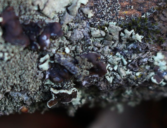 000.liquen blanco pintura2