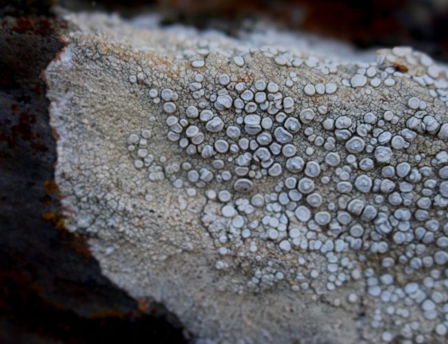 000.liquen blanco pintura3