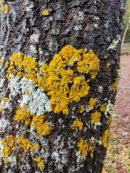 0000.liquen naranja 1