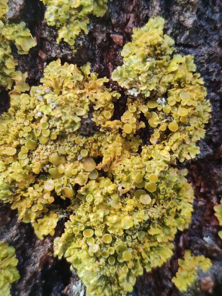 0000.liquen naranja 3