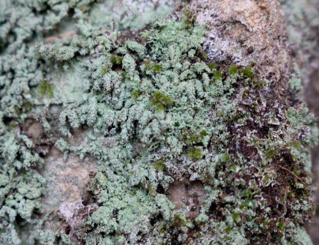 0000.líquen polvo1