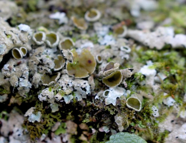 0V. líquen verde