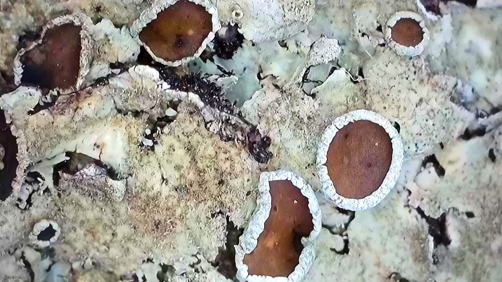 2025-11-22-124130928_edit_30596840764369