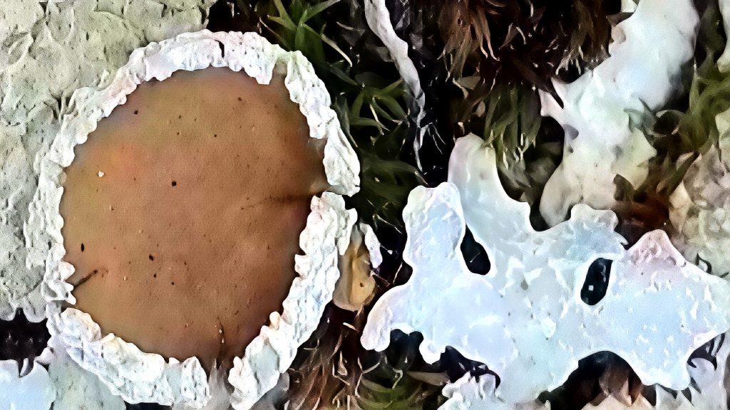 2025-11-22-124234999_edit_30641563028779