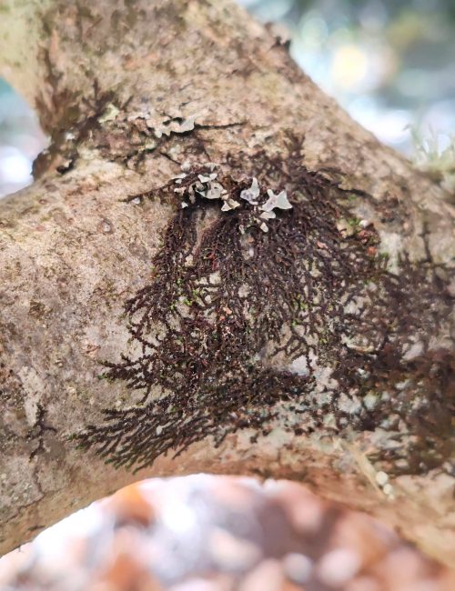 IMG_20251122_120211_edit_31223143538609