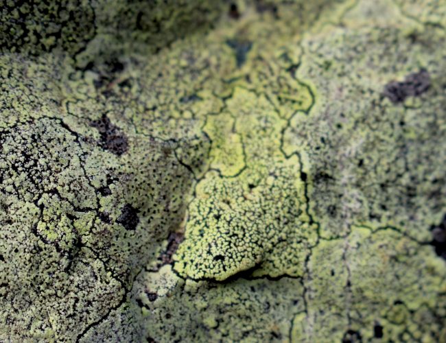 0VI.amarillo 0VI.amarillo