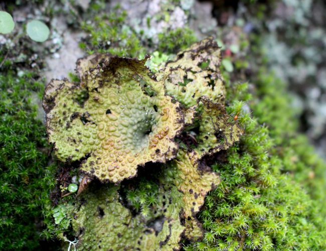 0VI.umbilicado2 0VI.umbilicado2