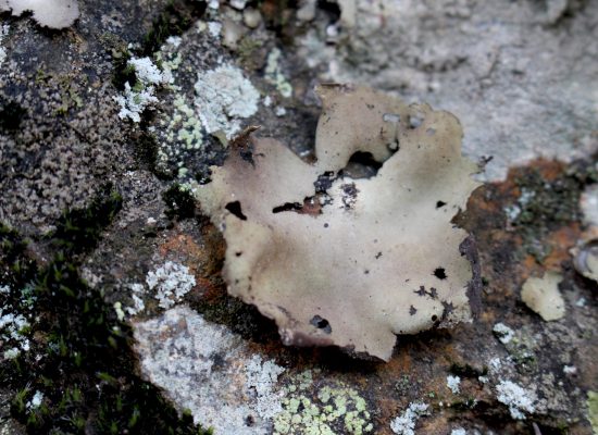 0VI.unbilical 3a 0VI.unbilical 3a