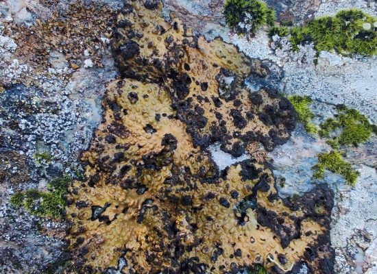 IMG_20251231_132041_edit_457594059993045 IMG_20251231_132041_edit_457594059993045