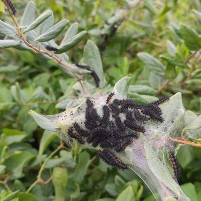 Oruga Doncella de Ondas Rojas Euphydryas Aurinia