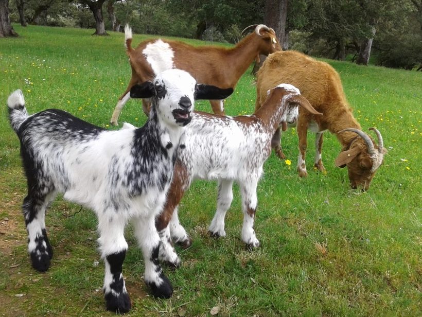 Cabras